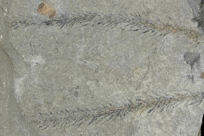 Pennsylvanian Fossil Plant (Lycopodites) Plate - Kentucky #136775
